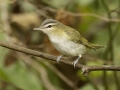 Red-eyed Vireo