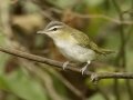 Red-eyed Vireo - 1268 The Trace, Dover US-TN 36.55396, -87.90181, Stewart, Tennessee, United States, Sept 11, 2024