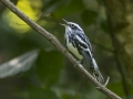 Black-and-white Warbler - N South Trail, Dover US-TN 36.52168, -87.91958, Stewart, Tennessee, United States, July 21, 2024