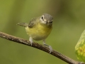 Warbling Vireo