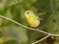 Northern Parula - 1268 The Trace, Dover US-TN 36.55396, -87.90181, Stewart, Tennessee, United States, Sept 12, 2024