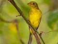 Scarlet Tanager - Gatling Point Rec Area, Stewart County, Tennessee, Sept 15, 2024