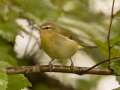 Tennessee Warbler