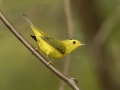 Wilson\'s Warbler