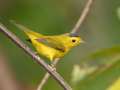 Wilson\'s Warbler