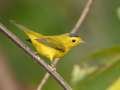 Wilson's Warbler - 1268 The Trace, Dover US-TN 36.55396, -87.90181, Stewart, Sept 18, 2024