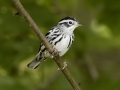 Black-and-white Warbler - Gatling Point Rec Area (36.5575,-87.9038), Stewart, Tennessee, United States, Sept 9, 2024