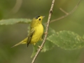 Wilson\'s Warbler