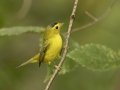 Wilson's Warbler - 1268 The Trace, Dover US-TN 36.55396, -87.90181, Stewart, Sept 18, 2024
