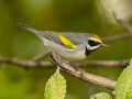 Golden-winged Warbler - 1268 The Trace, Dover US-TN 36.55396, -87.90181, Stewart, Tennessee, United States, Sept 28, 2024