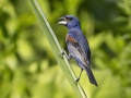 Blue Grosbeak - Land Between the Lakes NRA--South Welcome Station, Stewart, Tennessee, United States, July 21, 2024