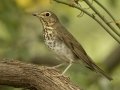 Swainson's Thrush - 1268 The Trace, Dover, Stewart County, Tennessee, Sept 12, 2024
