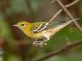 Bay-breasted Warbler - 1268 The Trace, Dover US-TN 36.55396, -87.90181, Stewart, Tennessee, United States, Sept 22, 2024