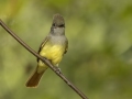 Great Crested Flycatcher - 1268 The Trace, Dover US-TN 36.55396, -87.90181, Stewart, Tennessee, United States, Sept 12, 2024