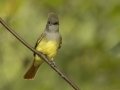 Great Crested Flycatcher - 1268 The Trace, Dover US-TN 36.55396, -87.90181, Stewart, Tennessee, United States, Sept 12, 2024