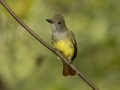 Great Crested Flycatcher - 1268 The Trace, Dover US-TN 36.55396, -87.90181, Stewart, Tennessee, United States, Sept 12, 2024