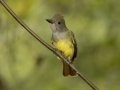 Great Crested Flycatcher - 1268 The Trace, Dover US-TN 36.55396, -87.90181, Stewart, Tennessee, United States, Sept 12, 2024