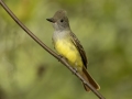 Great Crested Flycatcher - 1268 The Trace, Dover US-TN 36.55396, -87.90181, Stewart, Tennessee, United States, Sept 12, 2024