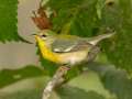 Northern Parula - 1268 The Trace, Dover US-TN 36.55396, -87.90181, Stewart, Tennessee, United States, Sept 22, 2024