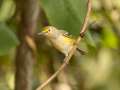 White-eyed Vireo