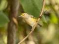 White-eyed Vireo - 1268 The Trace, Dover US-TN 36.55396, -87.90181, Stewart, Tennessee, Sept 16, 2024