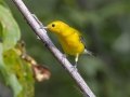 Prothonotary Warbler - Barkley WMA, Stewart, Tennessee, United States, July 28, 2024
