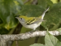 Chestnut-sided Warbler  - Gatling Point Rec Area (36.5575,-87.9038), Stewart, Tennessee, United States, Sept 9, 2024