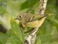 Ruby-crowned Kinglet - 1268 The Trace, Dover US-TN, Stewart County, Tennessee, Sept 28, 2024