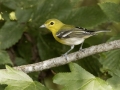 Yellow-throated Vireo