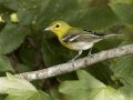 Yellow-throated Vireo - Gatling Point Rec Area (36.5575,-87.9038), Stewart County, Sept 8, 2024