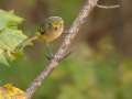 White-eyed Vireo