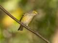 White-eyed Vireo - 1268 The Trace, Dover US-TN 36.55396, -87.90181, Stewart, Tennessee, Sept 16, 2024