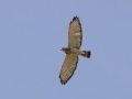 Broad-winged Hawk - Cross Creeks NWR--Area 4, Stewart, Tennessee, United States, July 12, 2024