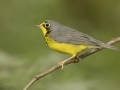 Canada Warbler - 1268 The Trace, Dover US-TN 36.55396, -87.90181, Stewart, Tennessee, United States, Sept 12, 2024