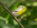 Northern Parula - 1268 The Trace, Dover US-TN 36.55396, -87.90181, Stewart, Tennessee, United States, Sept 16, 2024