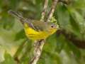 Magnolia Warbler - 1268 The Trace, Dover US-TN 36.55396, -87.90181, Stewart, Tennessee, United States, Sept 28 2024