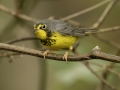 Canada Warbler - 1268 The Trace, Dover US-TN 36.55396, -87.90181, Stewart, Tennessee, United States, Sept 12, 2024