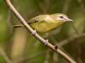 Warbling Vireo