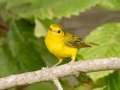 Wilson's Warbler - 1268 The Trace, Dover US-TN 36.55396, -87.90181, Stewart, Sept 18, 2024