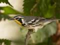 Yellow-throated Warbler