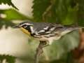 Yellow-throated Warbler - 1268 The Trace, Dover US-TN 36.55396, -87.90181, Stewart County, Sept 18, 2024