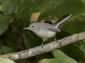 Blue-gray Gnatcatcher - Gatling Point Rec Area (36.5575,-87.9038), Stewart, Tennessee, United States, Sept 9, 2024