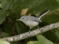 Blue-gray Gnatcatcher - Gatling Point Rec Area (36.5575,-87.9038), Stewart, Tennessee, United States, Sept 9, 2024