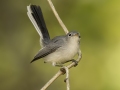 Blue-gray Gnatcatcher - Gatling Point Rec Area (36.5575,-87.9038), Stewart, Tennessee, United States, Sept 9, 2024