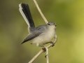 Blue-gray Gnatcatcher - Gatling Point Rec Area (36.5575,-87.9038), Stewart, Tennessee, United States, Sept 9, 2024