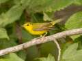 Wilson\'s Warbler