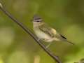 Red-eyed Vireo