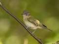 Red-eyed Vireo - Gatling Point Rec Area (36.5575,-87.9038), Stewart, Tennessee, United States, Sept 9, 2024