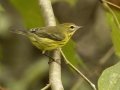 Prairie Warbler - 1268 The Trace, Dover US-TN 36.55396, -87.90181, Stewart, Tennessee, United States, Sept 12, 2024