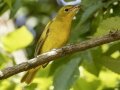 Summer Tanager - Gatling Point Rec Area, Stewart County, Tennessee, Sept 9, 2024